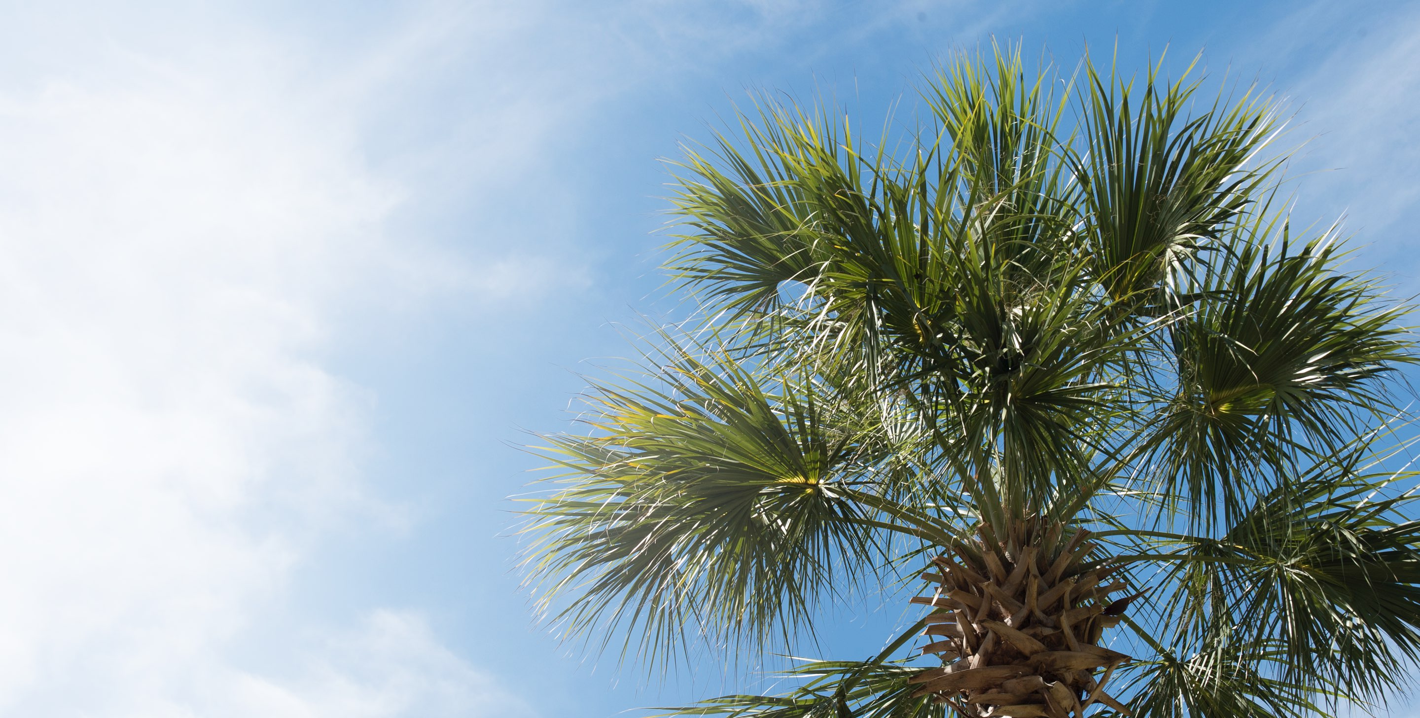 palm trees on campus