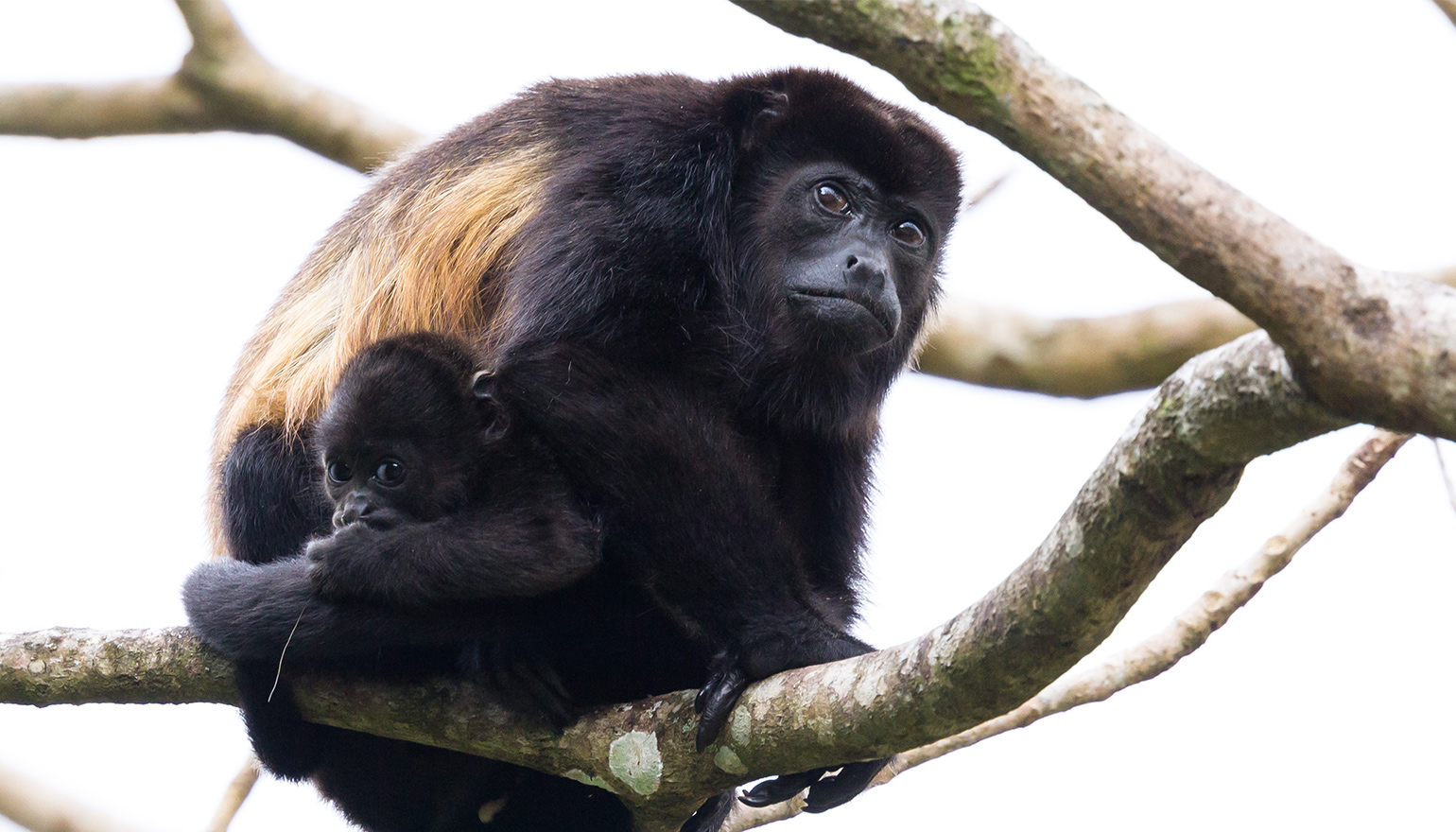 Howler monkey with young climbing tree