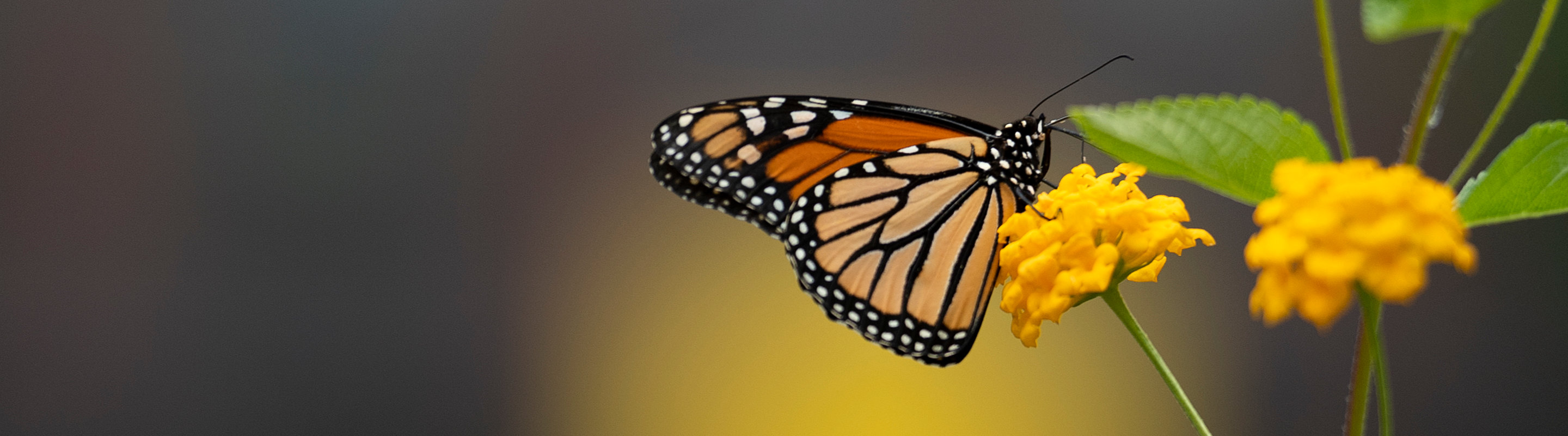 butterfly on a flower